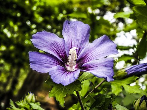 flower garden spring