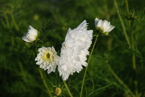 flower nature green