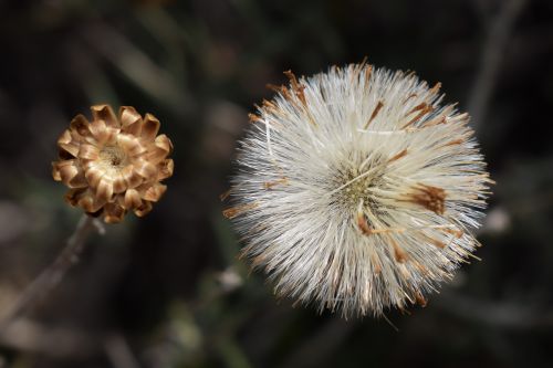 flower wildflower nature