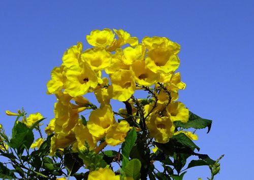 flower yellow chestnutleaf trumpetbush