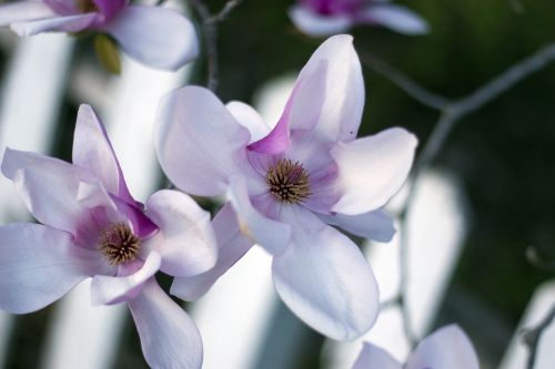 flower magnolia white