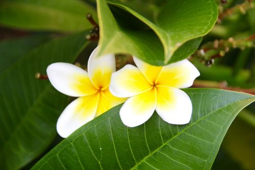 flower leaf white