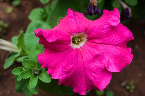 flower pink blossom