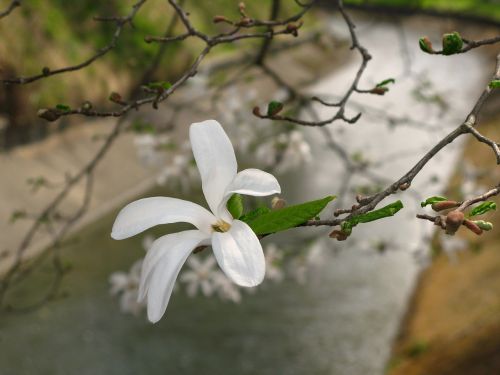 flower magnolia tree