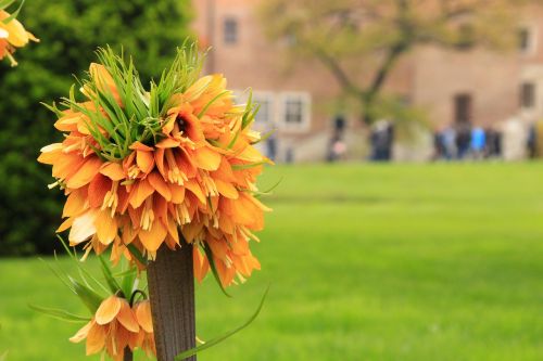 flower spring garden