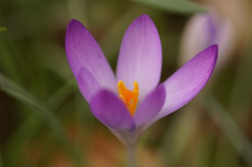 flower crocus spring
