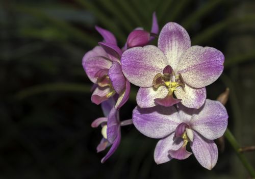 flower orchids violet