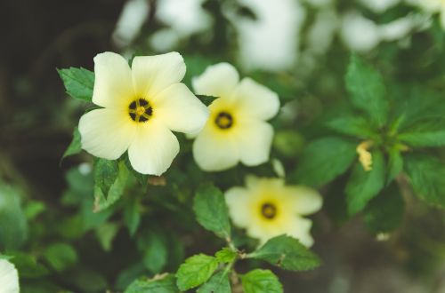 flower nature white