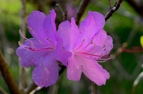 flower azalea spring