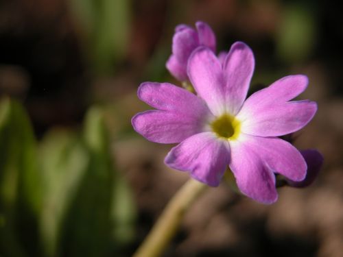 flower purple spring