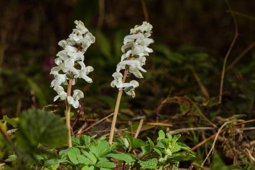 flower early bloomer corydalis