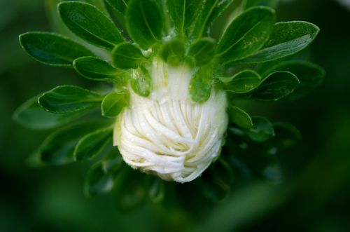 flower white macro