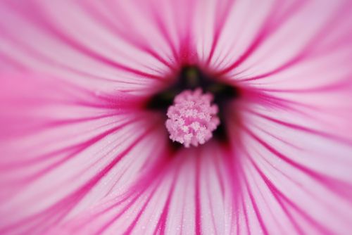 flower pink nature