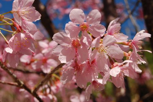 flower spring 櫻 pink flower