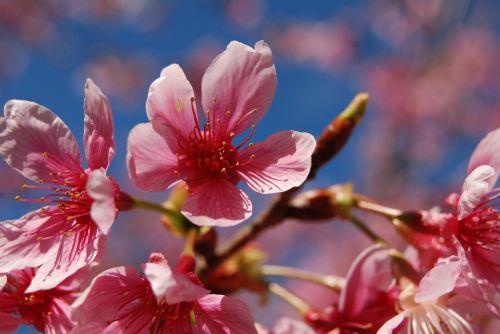 flower cherry blossoms 櫻 pink flower