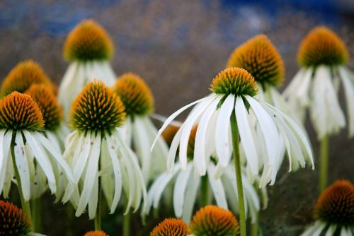 flower white nature