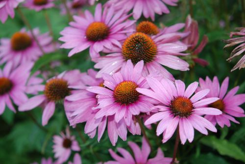 flower lilac nature