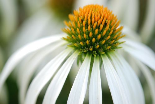 flower white nature