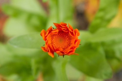 flower orange spring