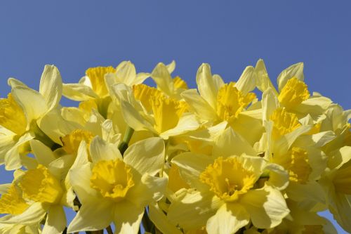 flower daffodil bulbous plant