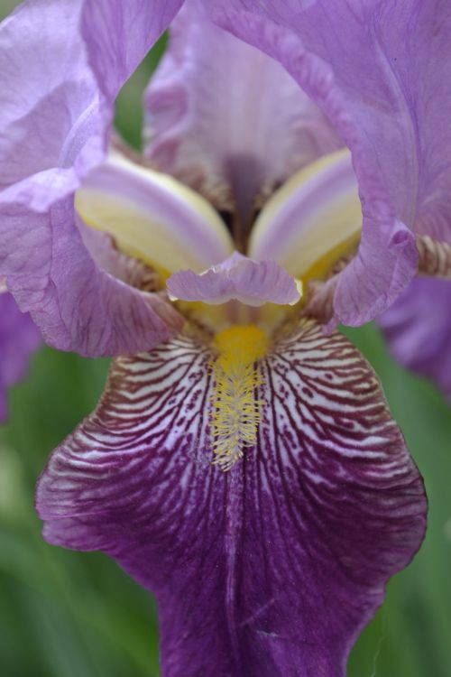 flower purple iris