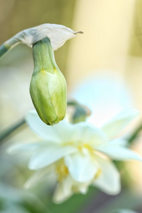 flower spring nature