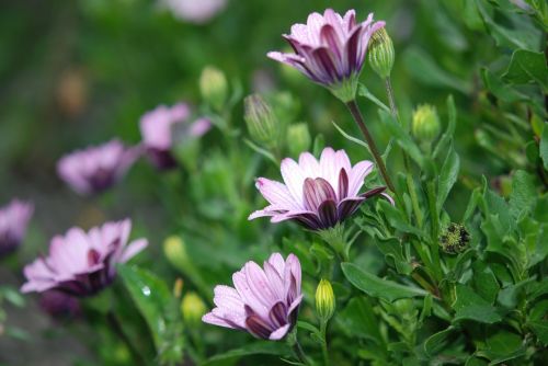 flower lilac nature