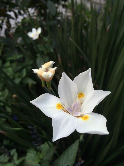 flower white petals