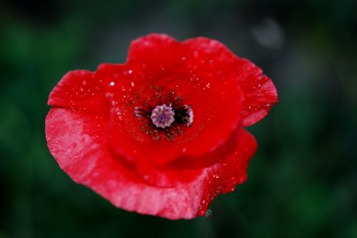 flower nature macro