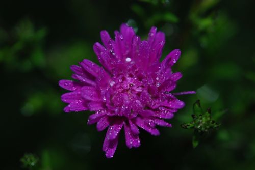 flower lilac nature