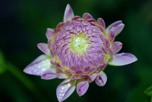 flower lilac nature