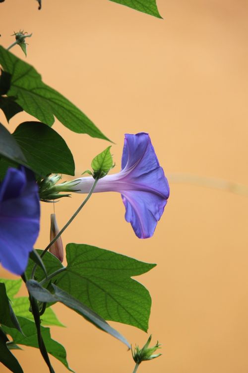 flower color blue