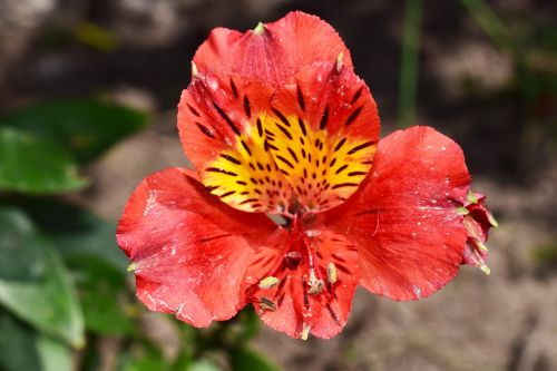 flower red red flowers