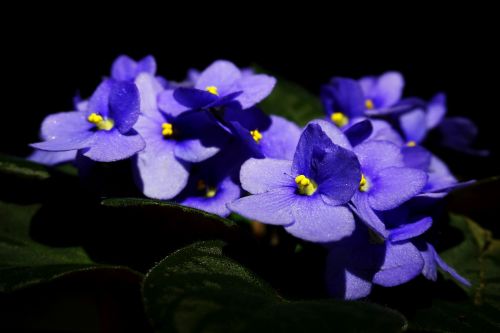 flower night bud