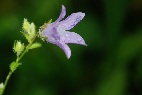 flower floral purple