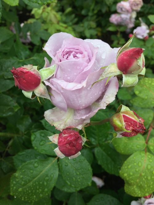 flower rose readily take