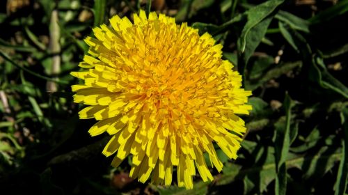 flower macro nature