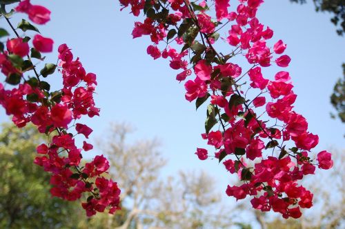 flower nature plant