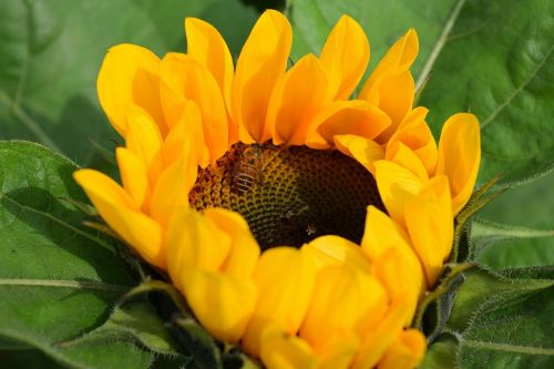 flower sunflowers bee