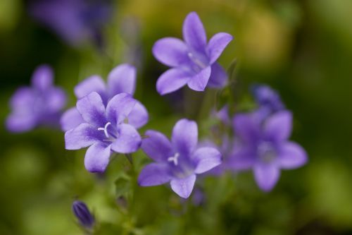 flower nature plant