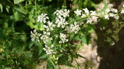 flower white wild