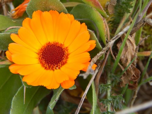 flower orange nature