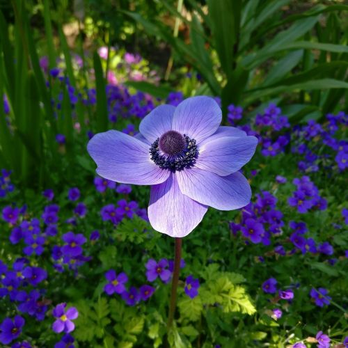 flower anemone purple