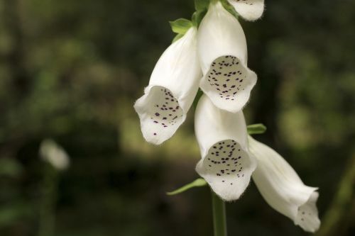 flower nature