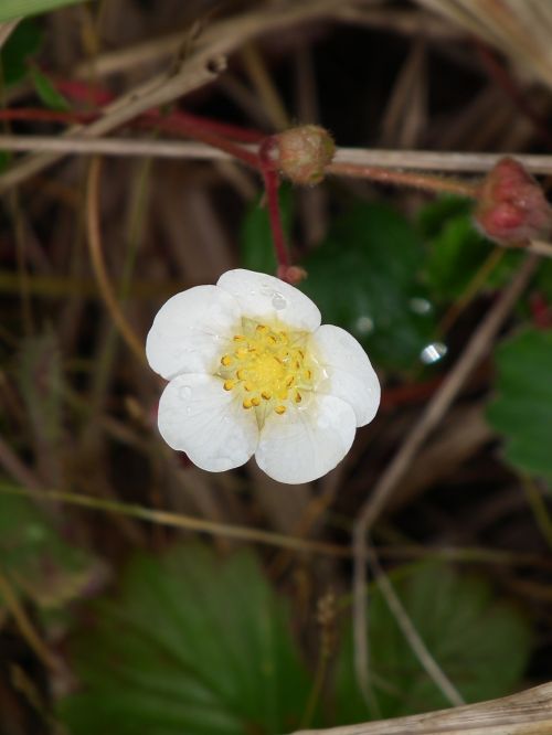 flower dewdrops white
