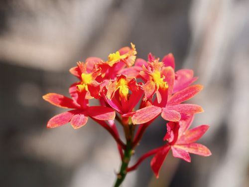 flower plant red