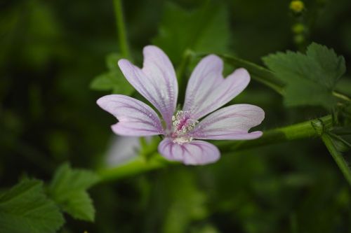 flower nature plant