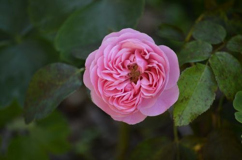 flower rose nature