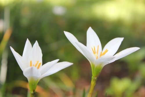 flower white close up