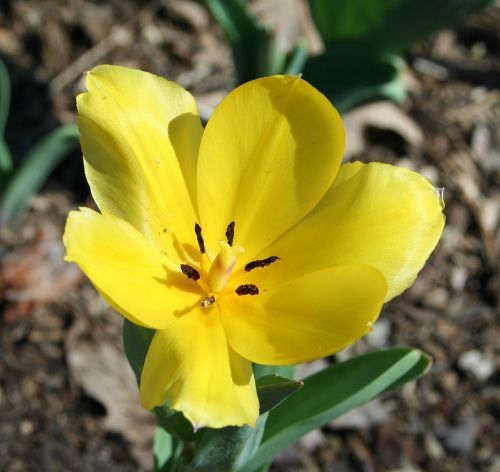 flower spring yellow